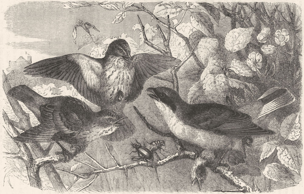 TOOTH-BEAKED SINGING BUTCHER BIRD. Fly-Catcher c1870 old antique print picture